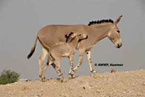 Newborn_Somali_Wildass_Foal_01