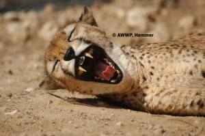 Somali_Cheetah_01